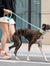 Active Flex Dog  Leash