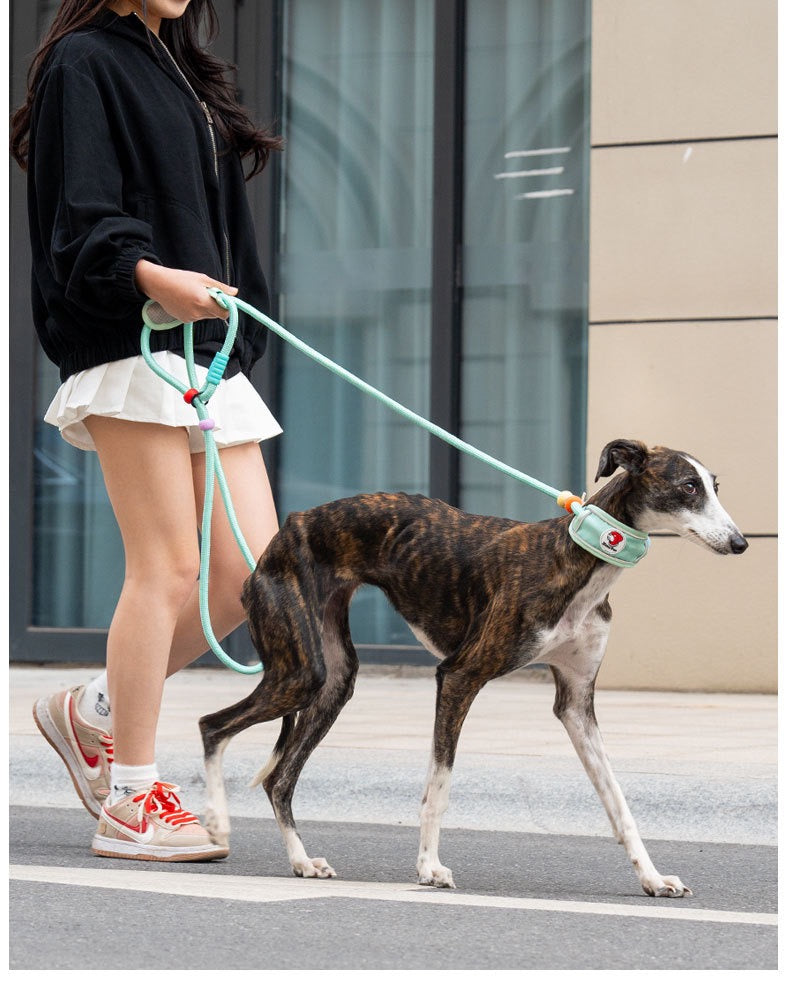 Active Flex Dog  Leash