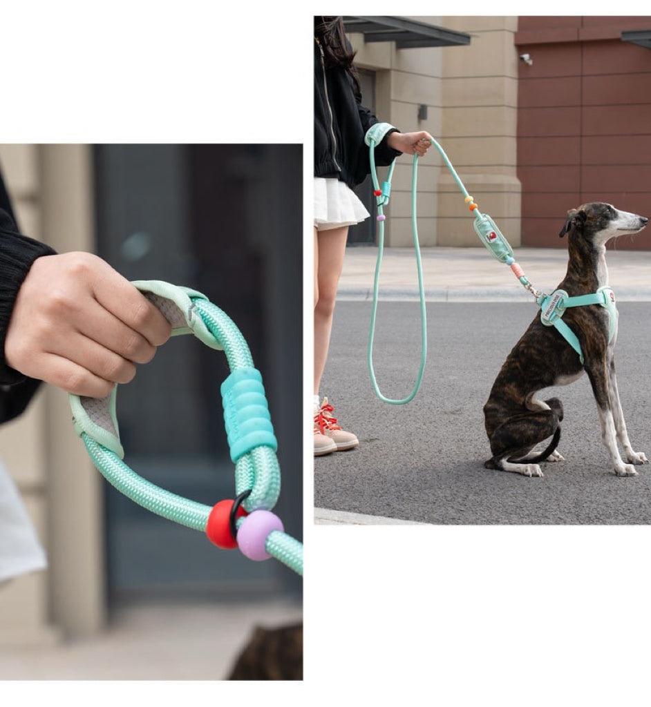 Active Flex Dog  Leash
