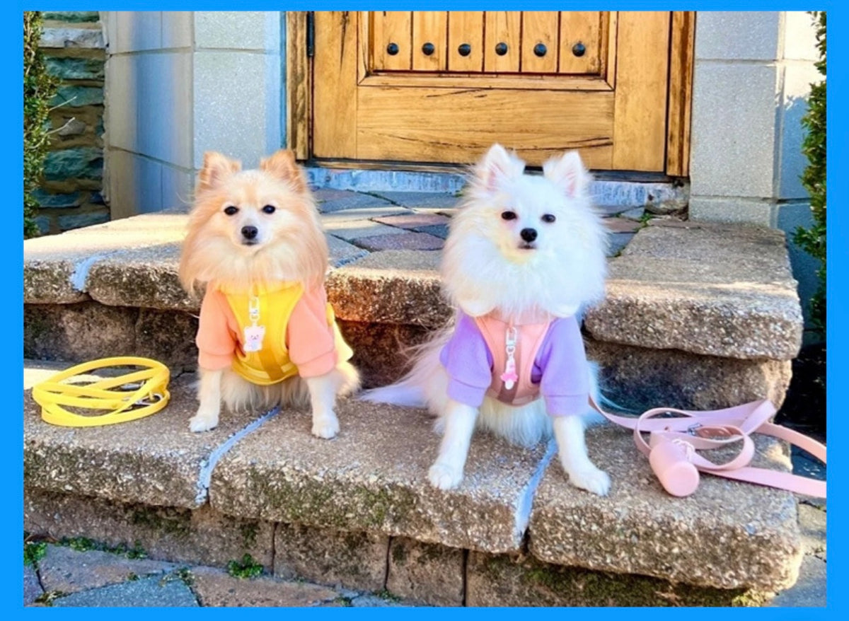 Anti-bite and waterproof 4-piece dog harness and leash set