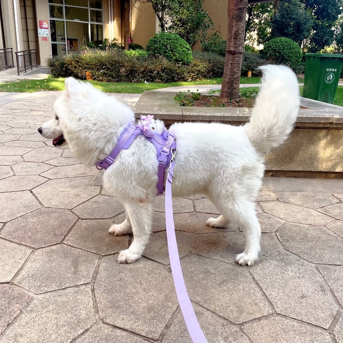 Anti-bite and waterproof 4-piece dog harness and leash set